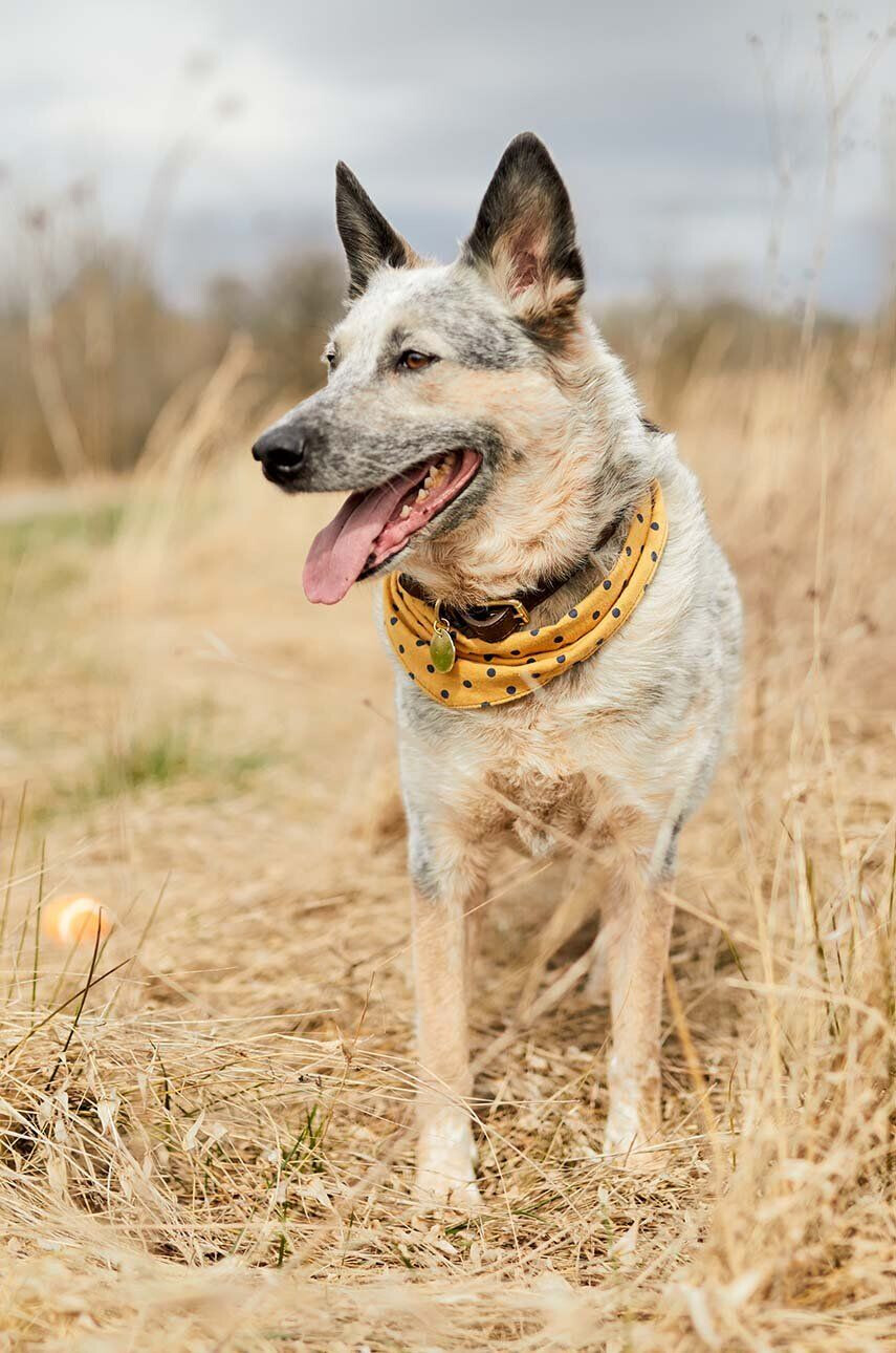 Field + Wander Bandana za hišne ljubljenčke Dog Bandana - Pepit.si